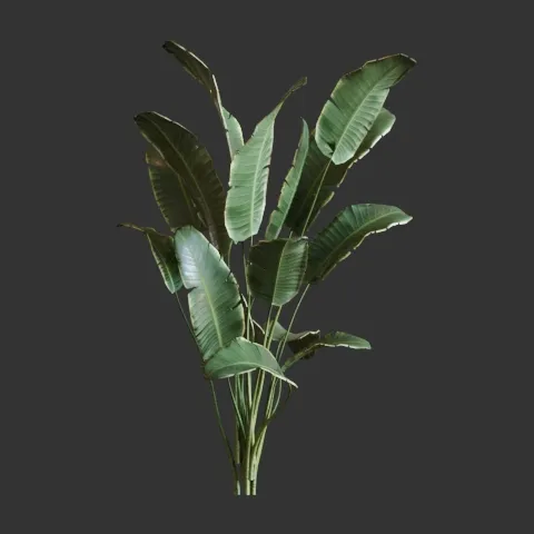 Estrelitzia Branca