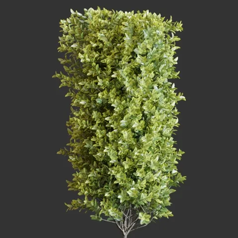 Murta