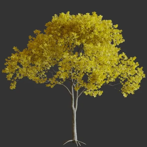 Ipê Amarelo