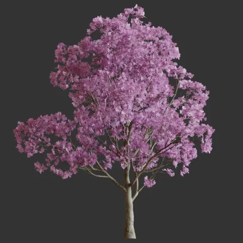 Ipê Roxo