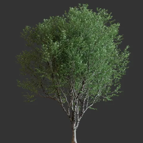 Jabuticabeira